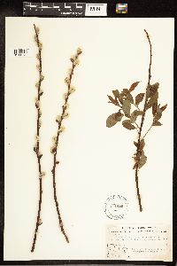 Salix discolor image