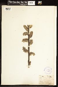 Salix discolor image