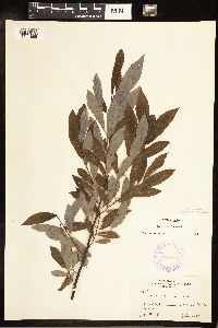 Salix discolor image