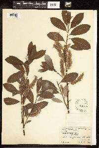 Salix discolor image