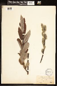 Salix discolor image