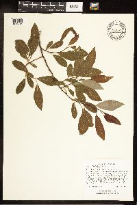 Salix discolor image