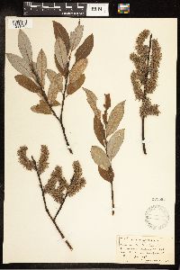 Salix discolor x humilis image