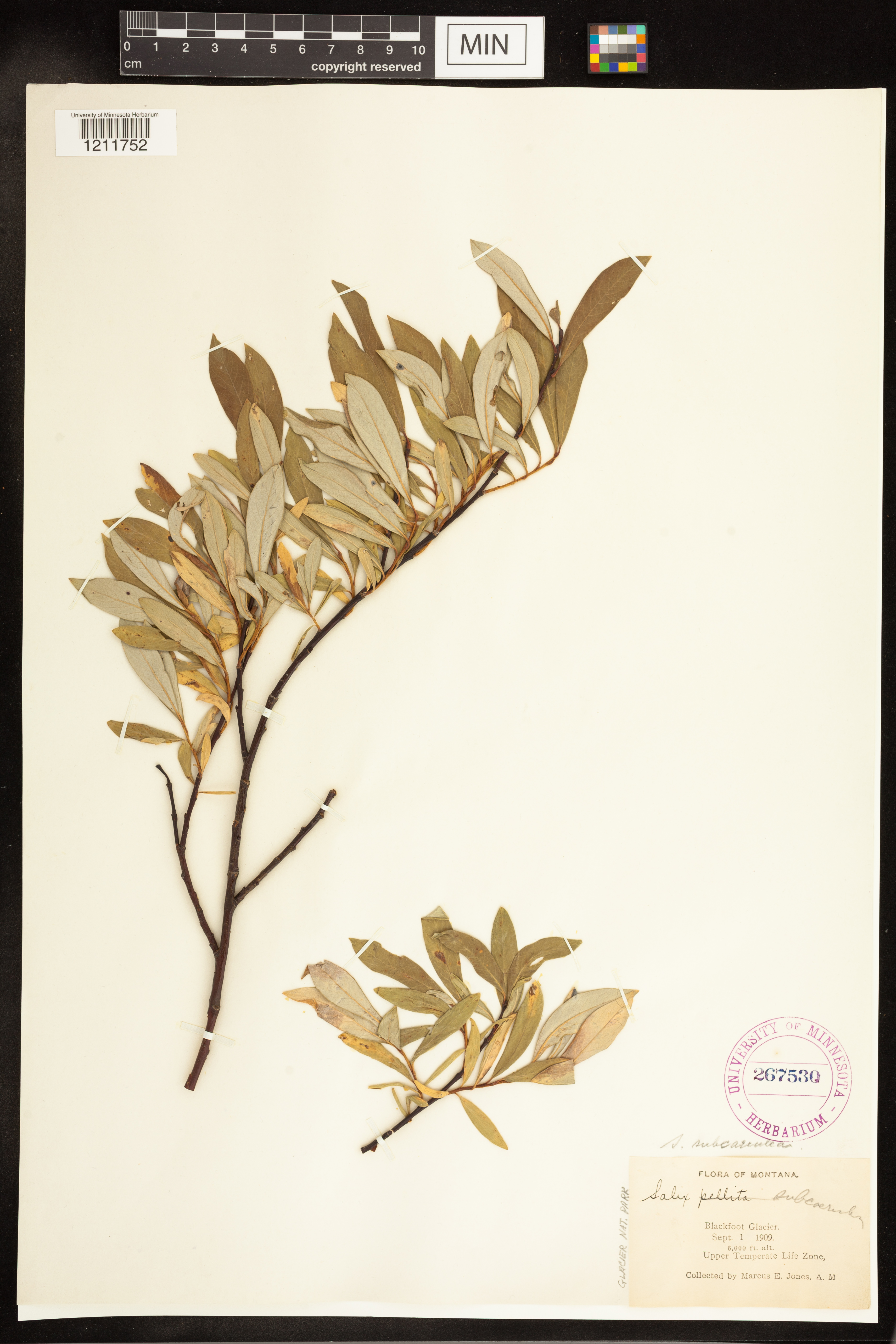 Salix drummondiana image