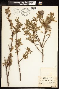 Salix eriocephala image