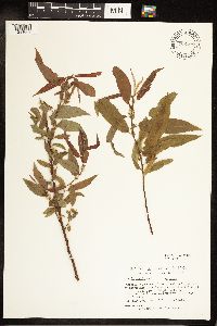 Salix eriocephala image