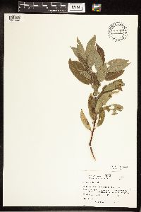 Salix eriocephala image