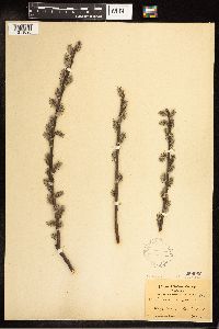 Salix eriocephala x humilis image