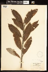 Salix eriocephala x humilis image