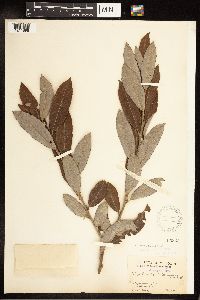 Salix eriocephala x humilis image