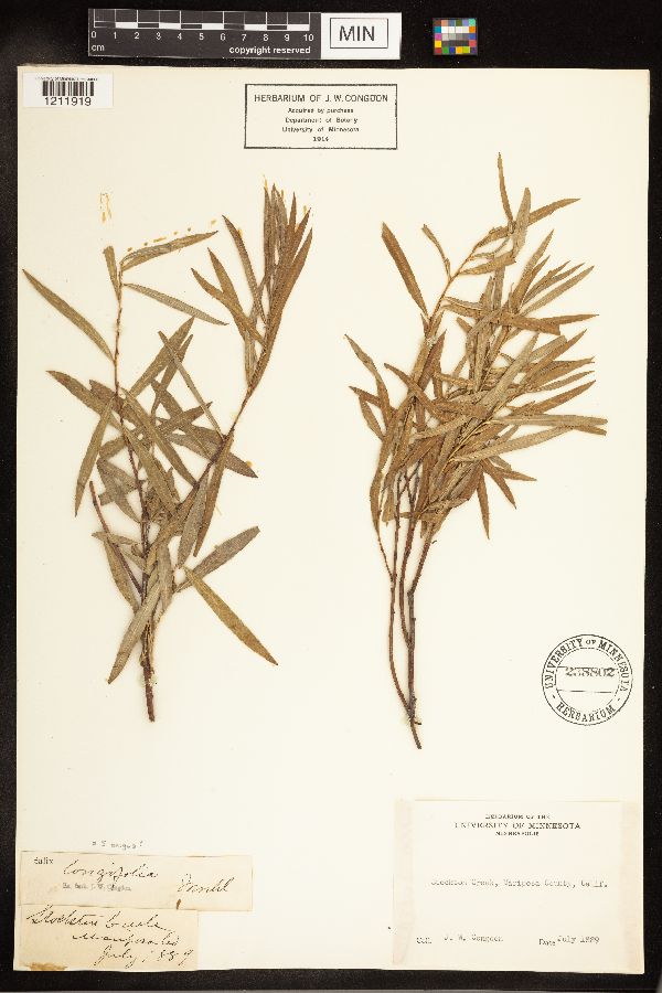 Salix exigua image