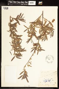 Salix exigua var. hindsiana image