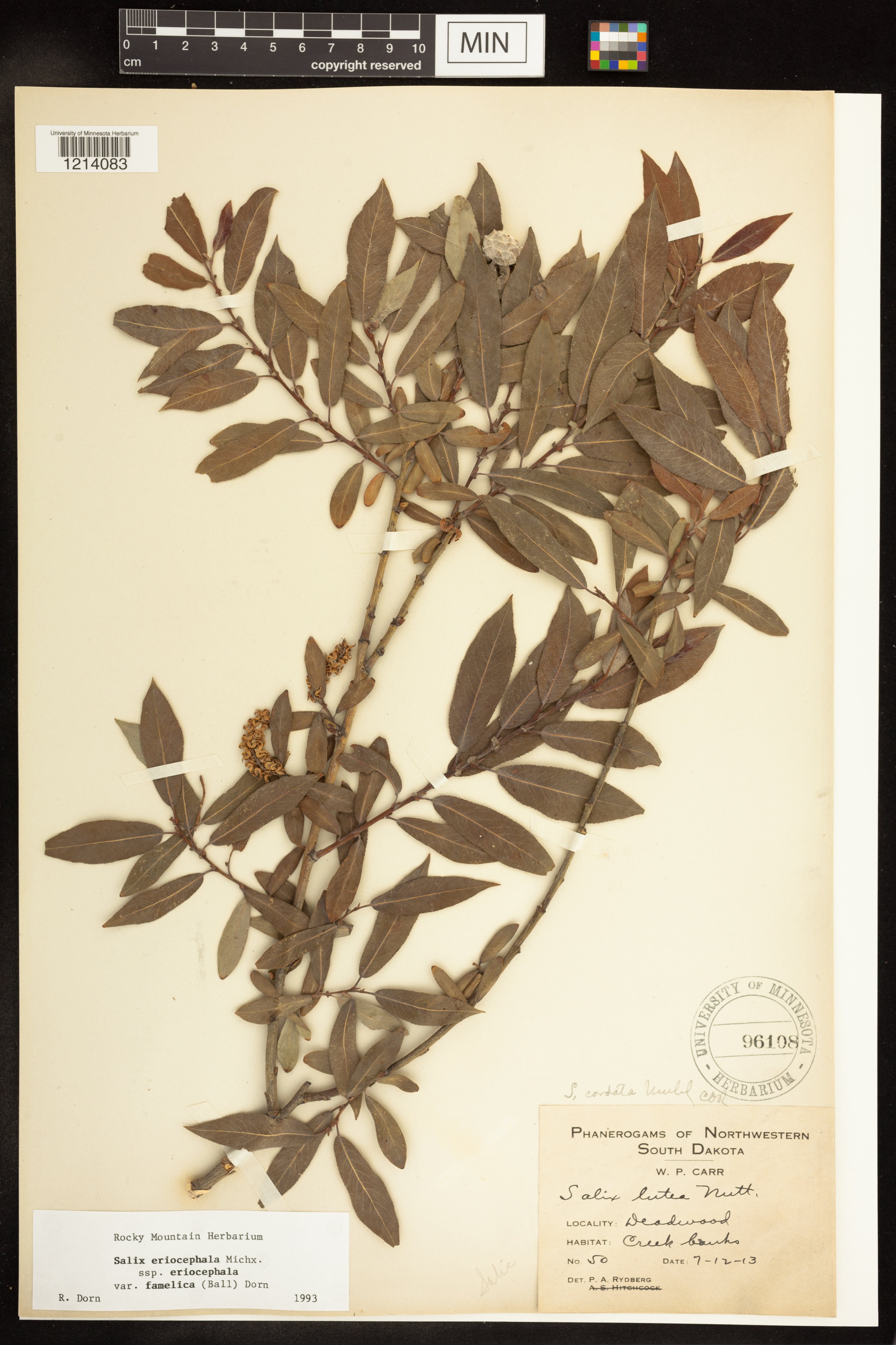Salix famelica image