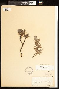 Salix x gaspensis image