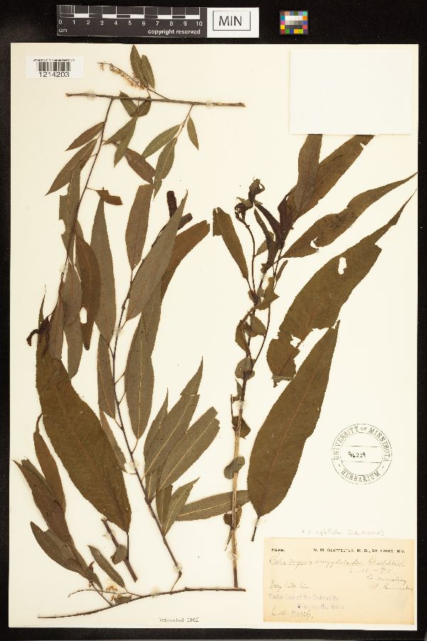 Salix x glatfelteri image