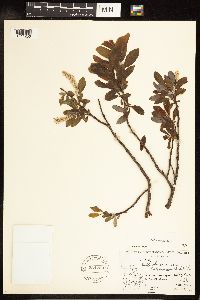 Salix glauca image