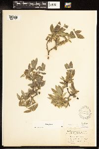 Salix glauca image