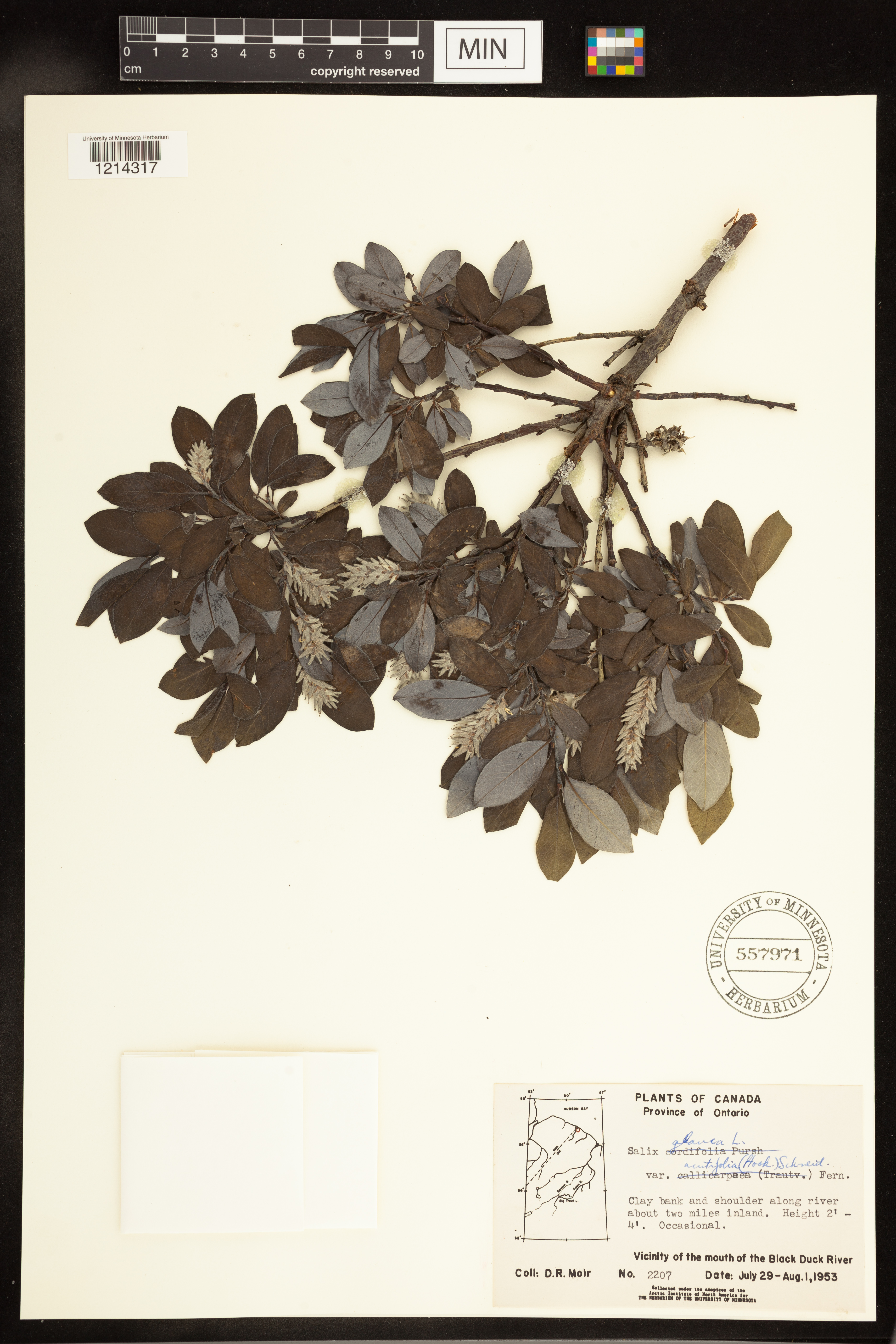 Salix glauca subsp. acutifolia image