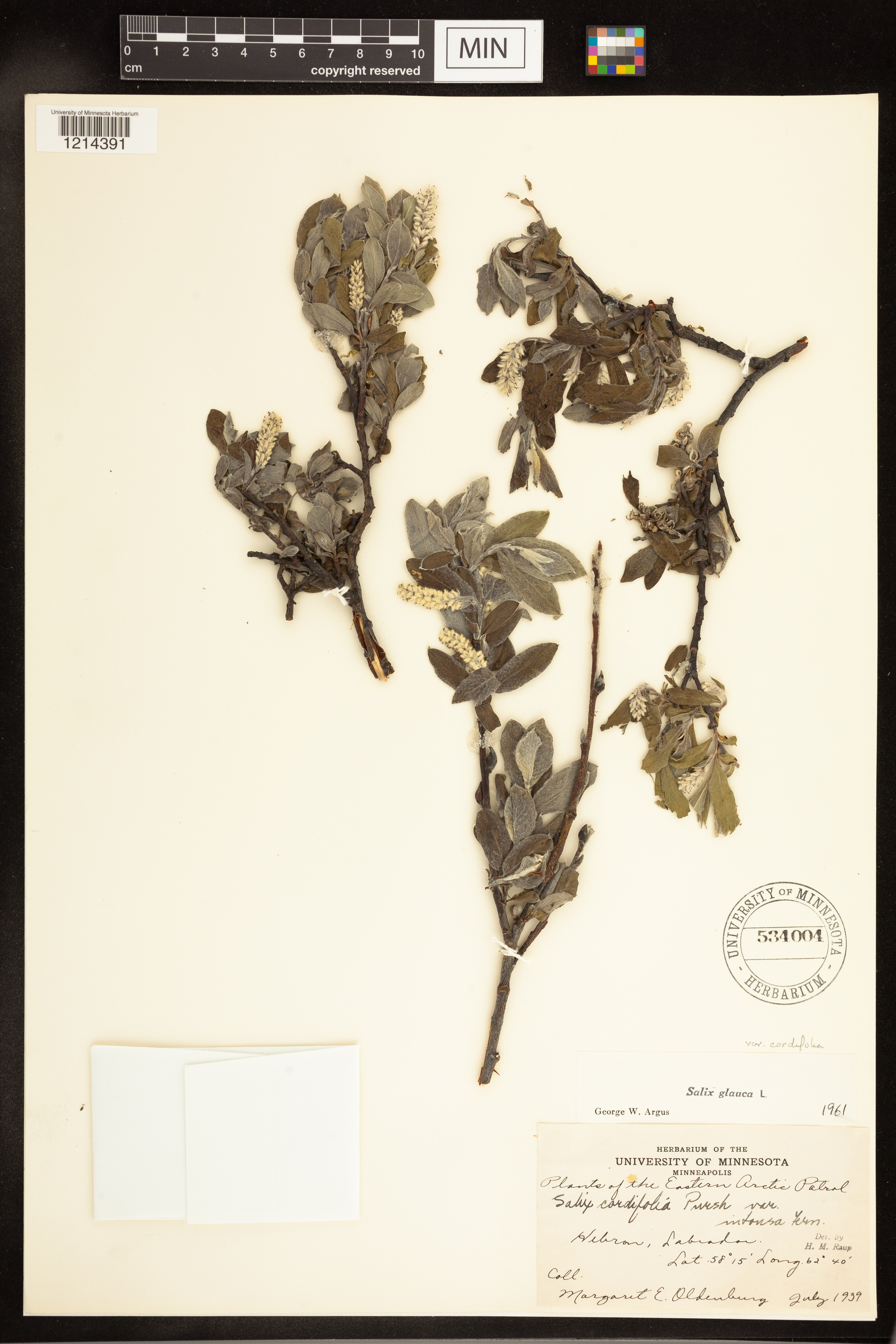 Salix glauca var. cordifolia image