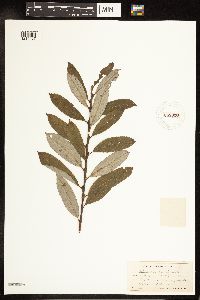 Salix discolor x humilis image