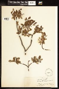 Salix x hebecarpa image