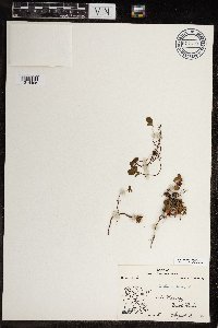 Salix herbacea image