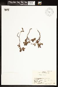 Salix herbacea image