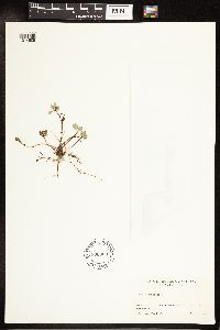Salix herbacea image