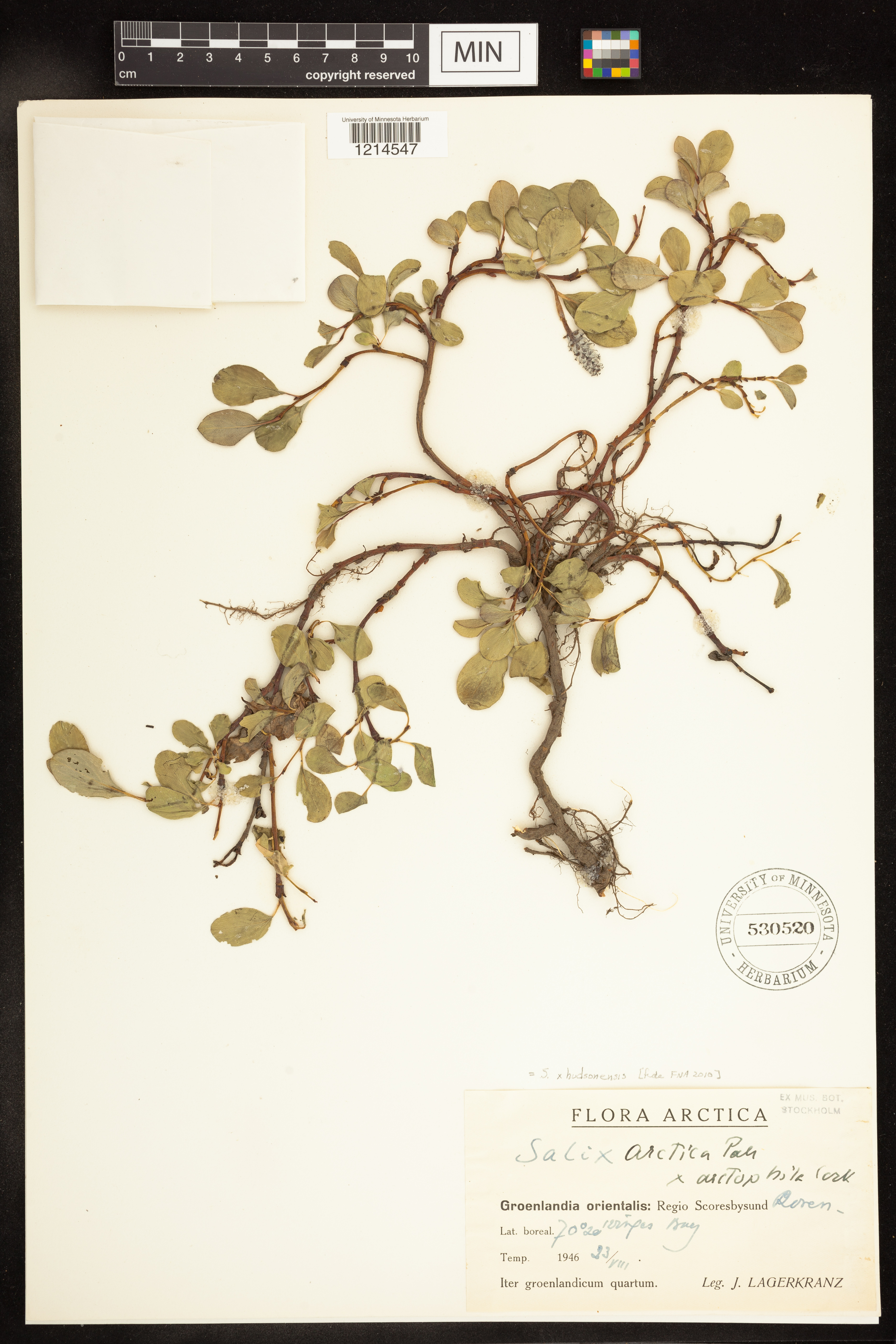 Salix x hudsonensis image