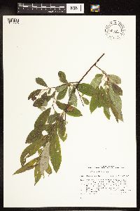 Salix humilis image