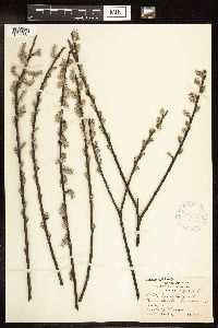 Salix humilis image