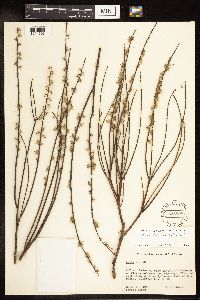 Salix humilis image