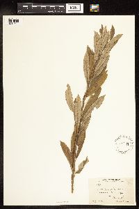 Salix humilis image