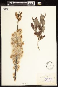 Salix humilis image