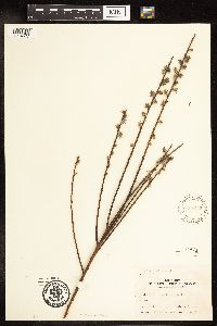 Salix humilis image