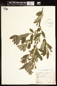 Salix humilis image