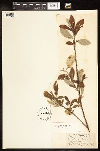 Salix humilis image