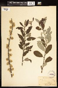 Salix humilis image