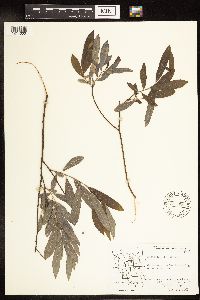 Salix humilis image