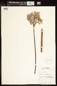 Salix humilis image