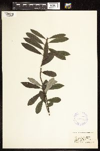 Salix humilis image