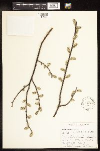 Salix humilis image