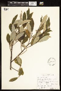 Salix humilis image