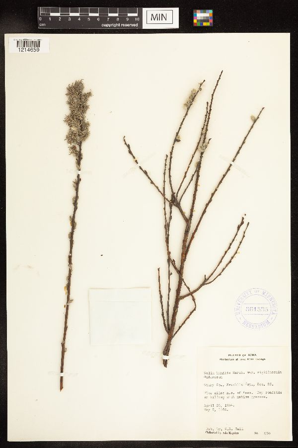 Salix humilis var. humilis image