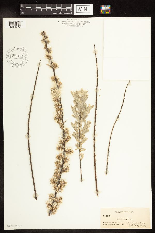 Salix humilis var. tristis image