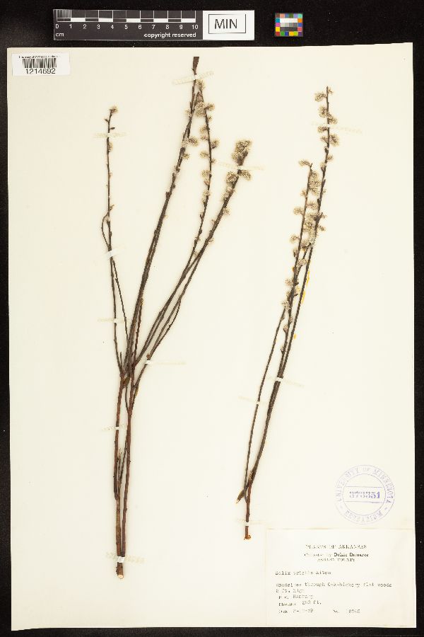 Salix humilis image