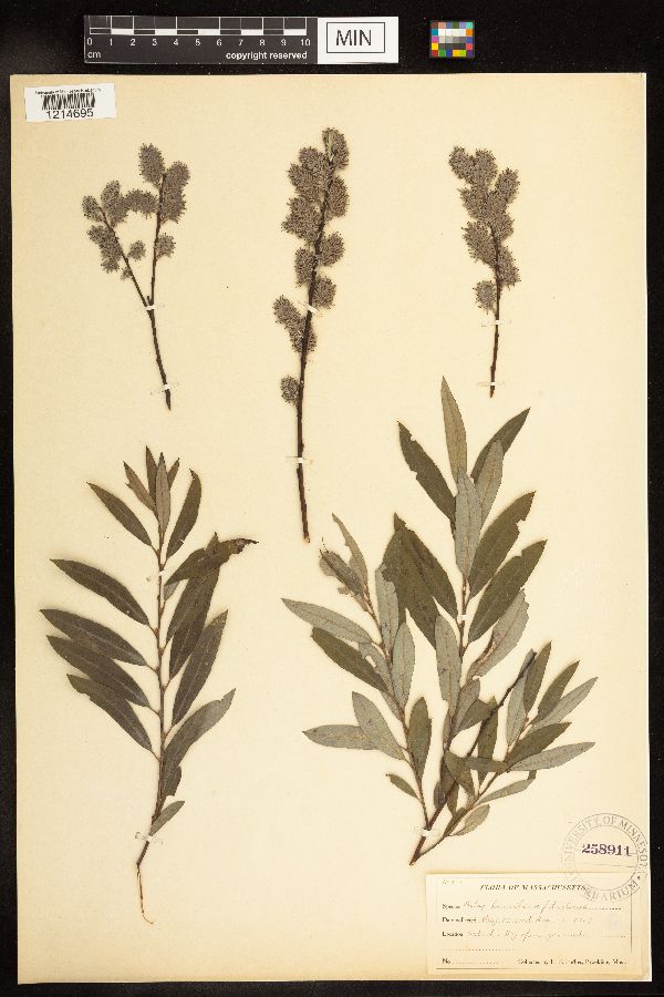 Salix humilis x petiolaris image