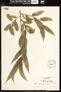 Salix lucida subsp. caudata image
