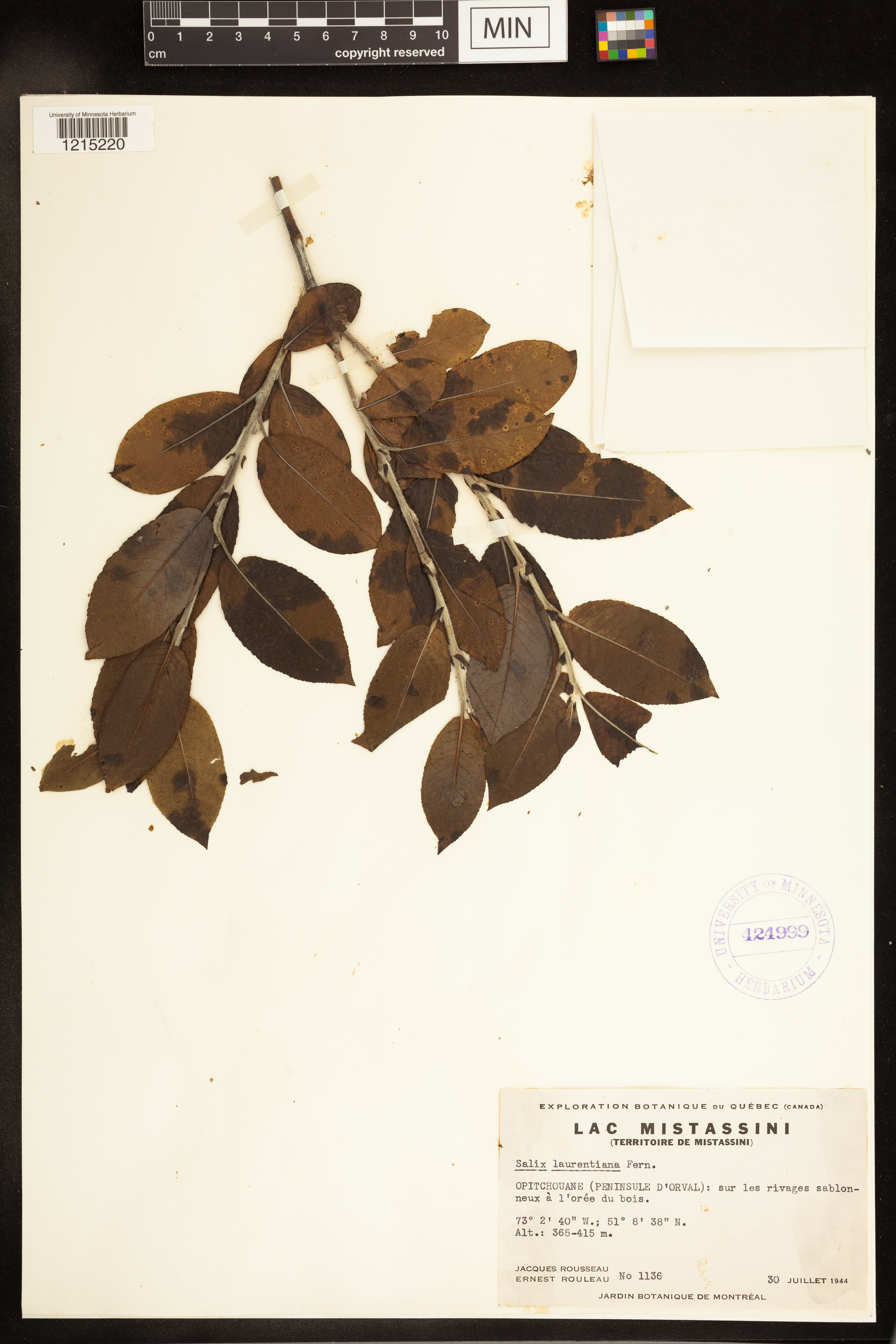Salix x laurentiana image