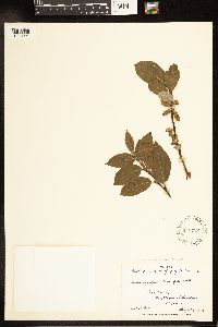 Salix x laurentiana image